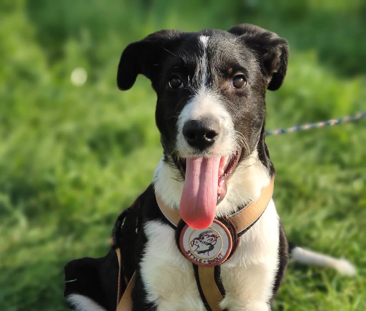 Milkyway, male 3yo Mixed Breed for adoption at Tierschutzverein SpecialDogs e.V.