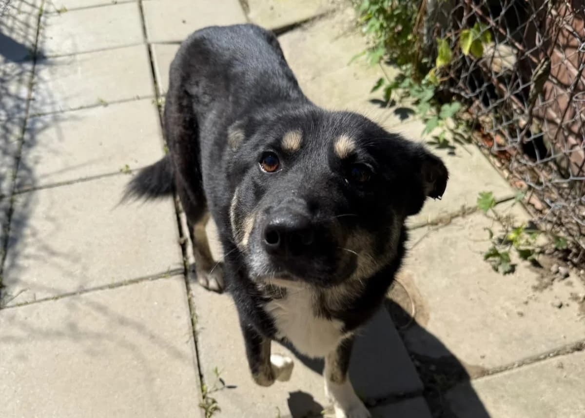 Minchen, female 3yo Mixed Breed for adoption at Tierschutzverein SpecialDogs e.V.