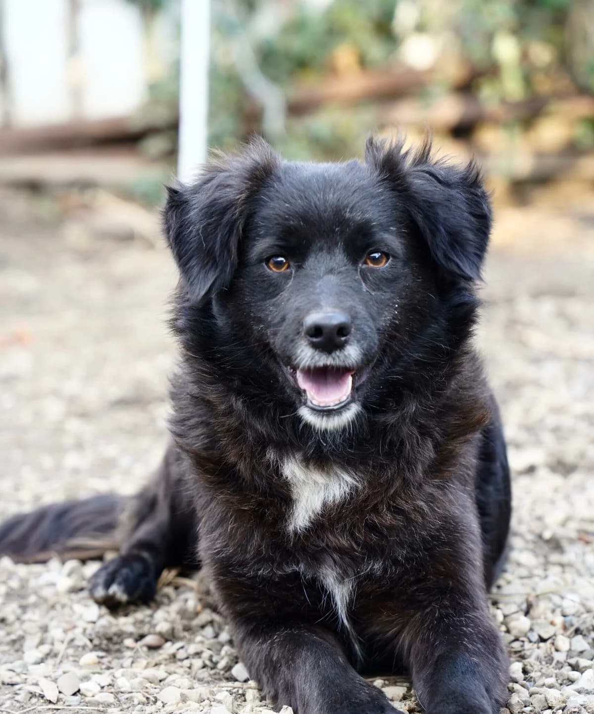 Mokka, female young Mixed Breed for adoption at Tierschutzverein SpecialDogs e.V.