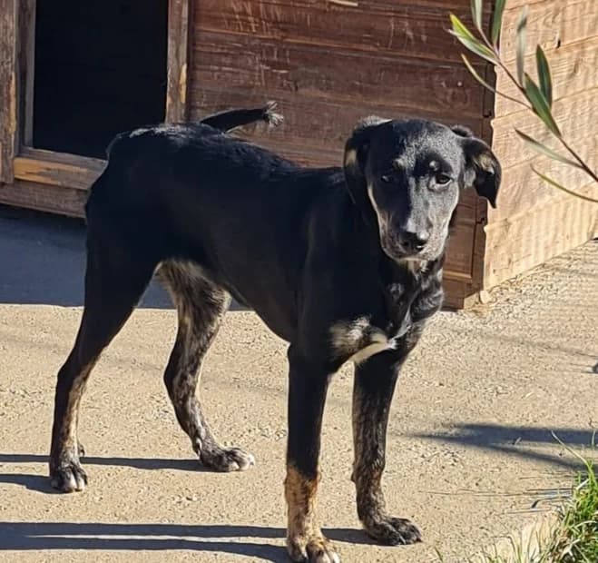Mura, female puppy Mixed Breed for adoption at Tierschutzverein SpecialDogs e.V.
