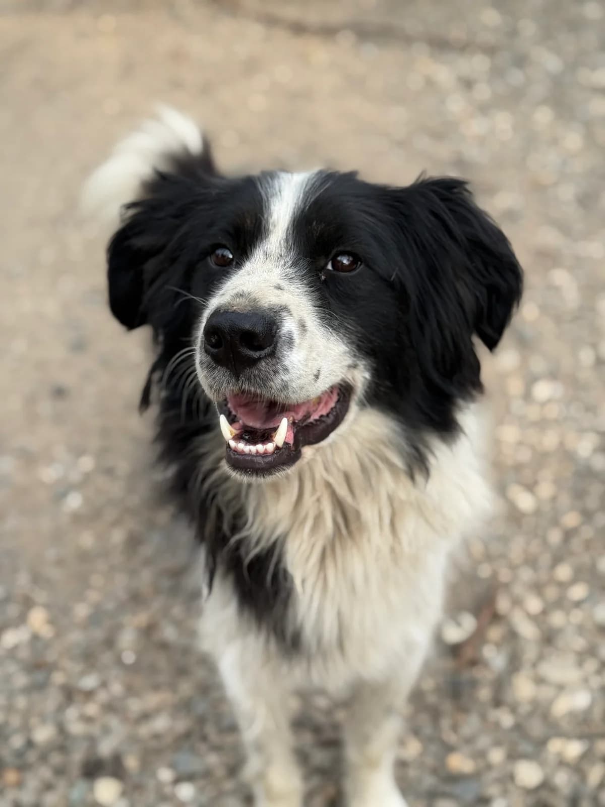 Nanuk, male 3yo Mixed Breed for adoption at Tierschutzverein SpecialDogs e.V.