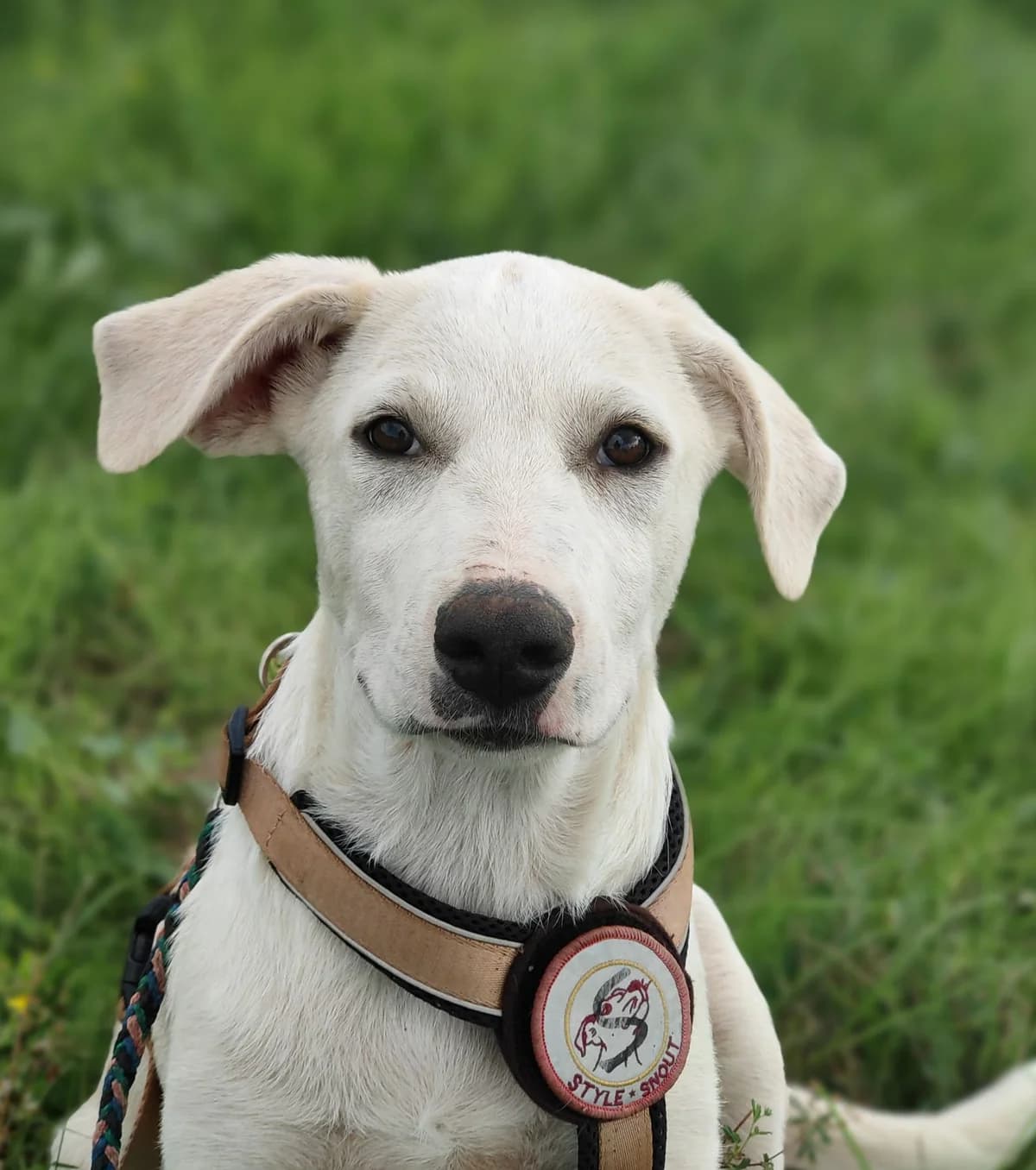Neptun, male 3yo Mixed Breed for adoption at Tierschutzverein SpecialDogs e.V.