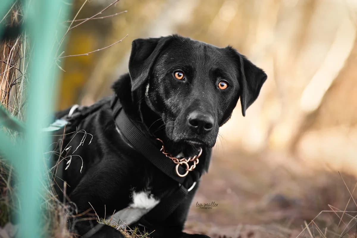 Nilo, male 3yo Mixed Breed for adoption at Tierschutzverein SpecialDogs e.V.