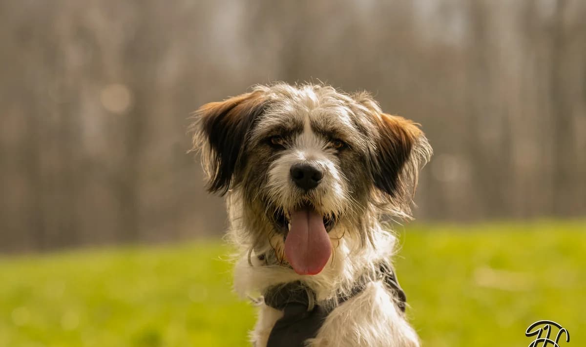 Norocos, male young Mixed Breed for adoption at Tierschutzverein SpecialDogs e.V.