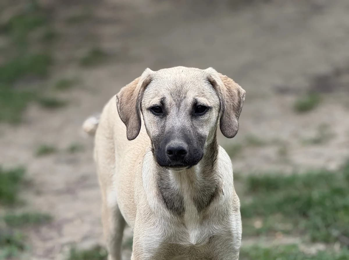 Olea, female puppy Mixed Breed for adoption at Tierschutzverein SpecialDogs e.V.