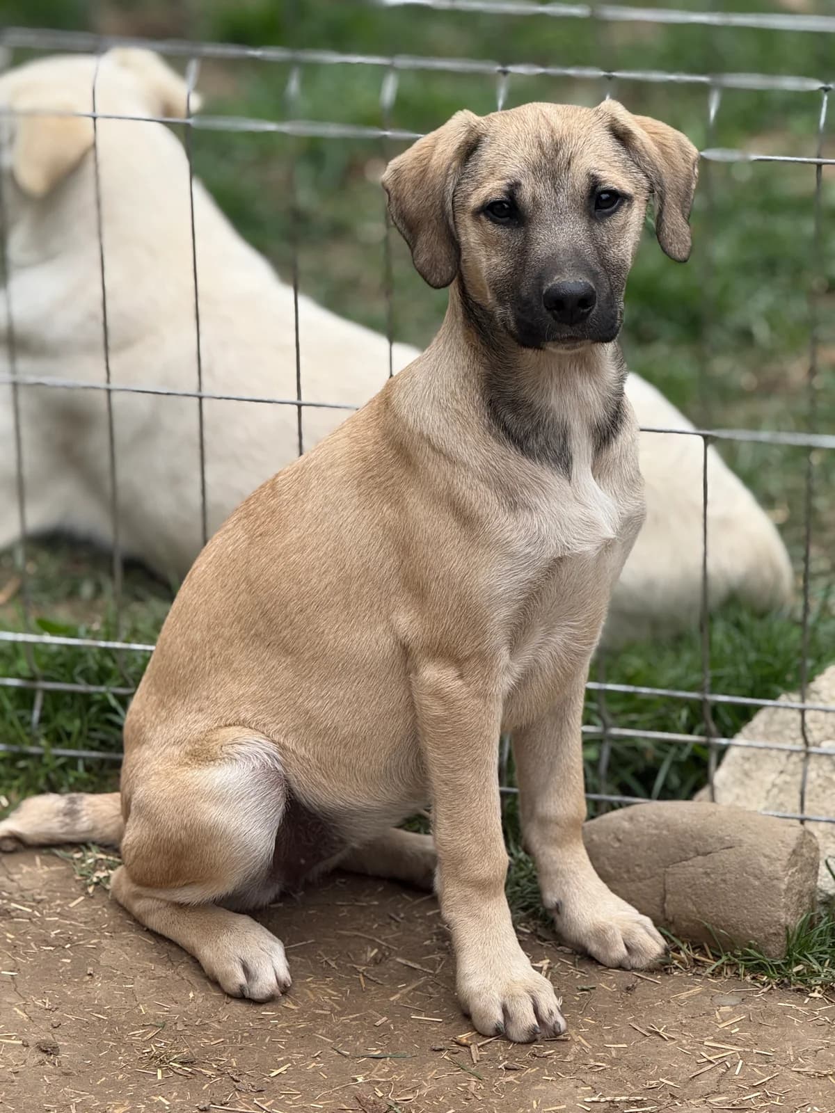 Olea, female puppy Mixed Breed for adoption at Tierschutzverein SpecialDogs e.V.