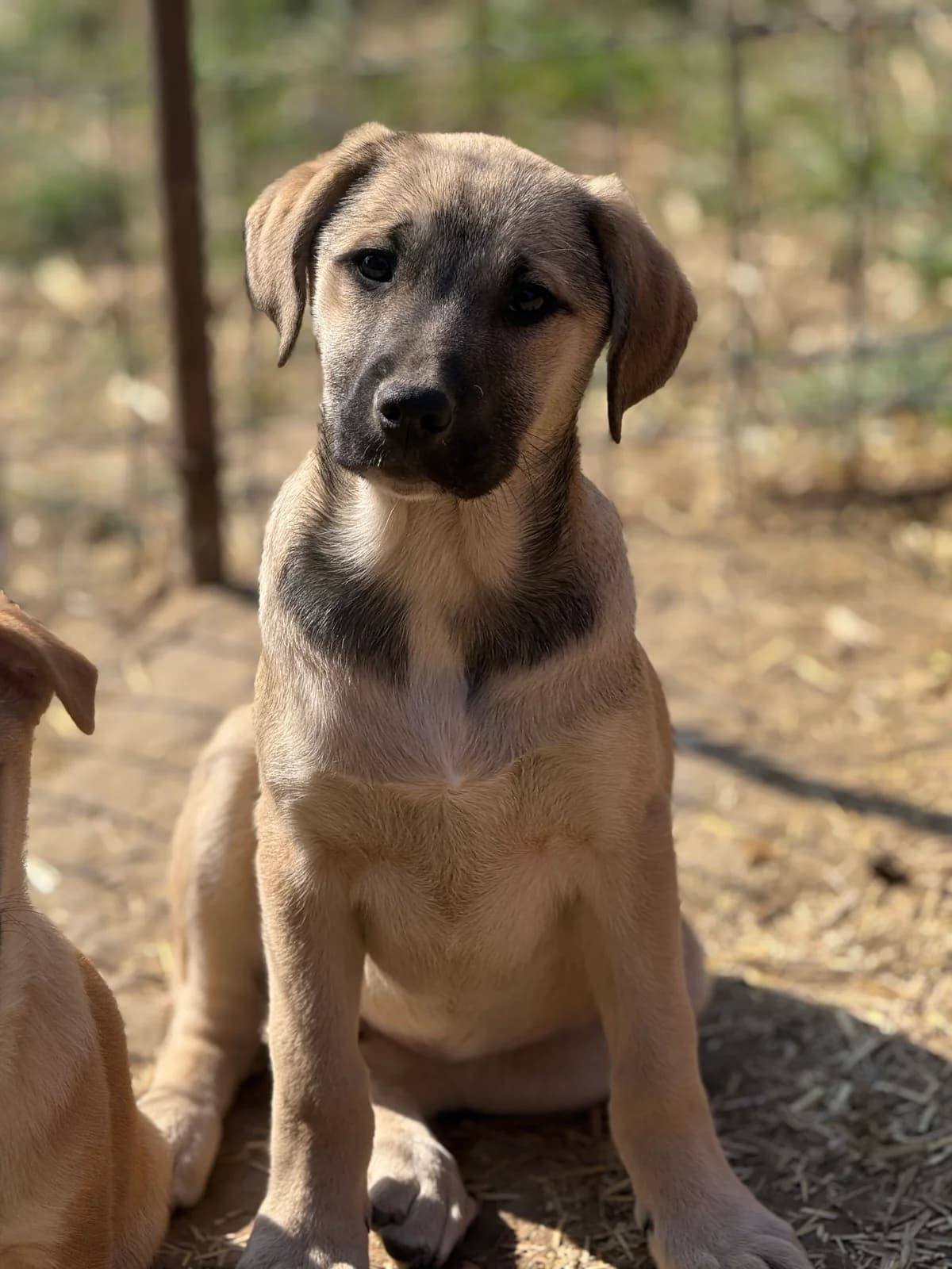 Olea, female puppy Mixed Breed for adoption at Tierschutzverein SpecialDogs e.V.