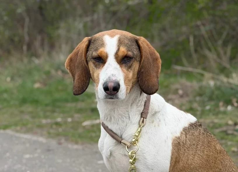 Paul, male young Mixed Breed for adoption at Tierschutzverein SpecialDogs e.V.