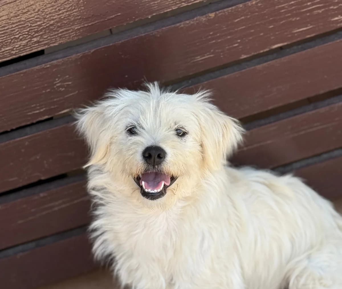 Penny, female young Mixed Breed for adoption at Tierschutzverein SpecialDogs e.V.