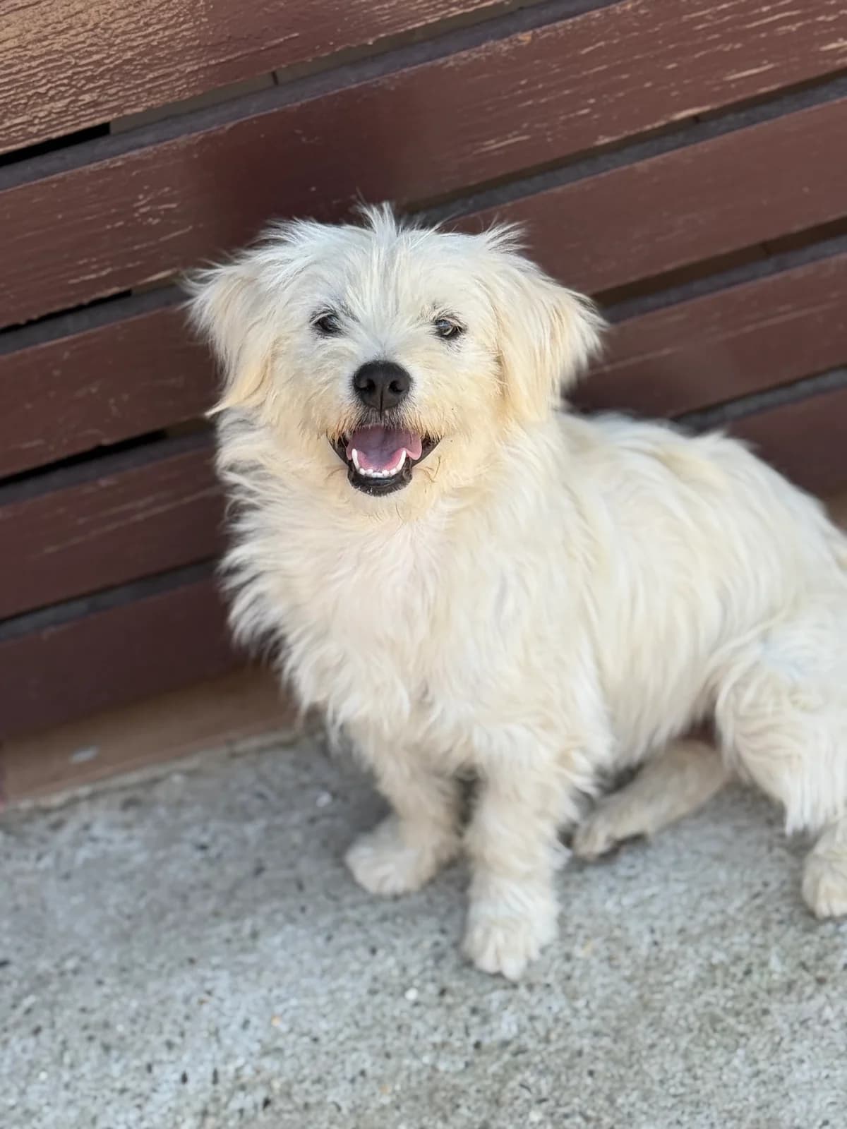 Penny, female young Mixed Breed for adoption at Tierschutzverein SpecialDogs e.V.