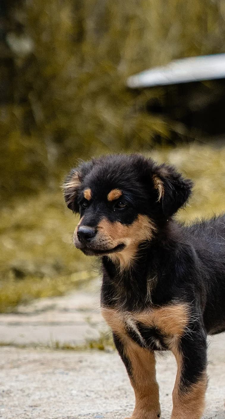Pili, female puppy Mixed Breed for adoption at Tierschutzverein SpecialDogs e.V.