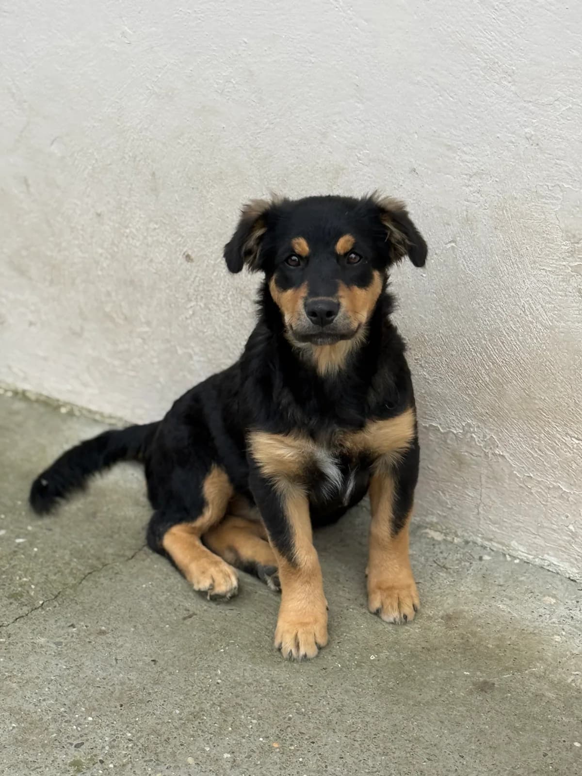 Pili, female puppy Mixed Breed for adoption at Tierschutzverein SpecialDogs e.V.