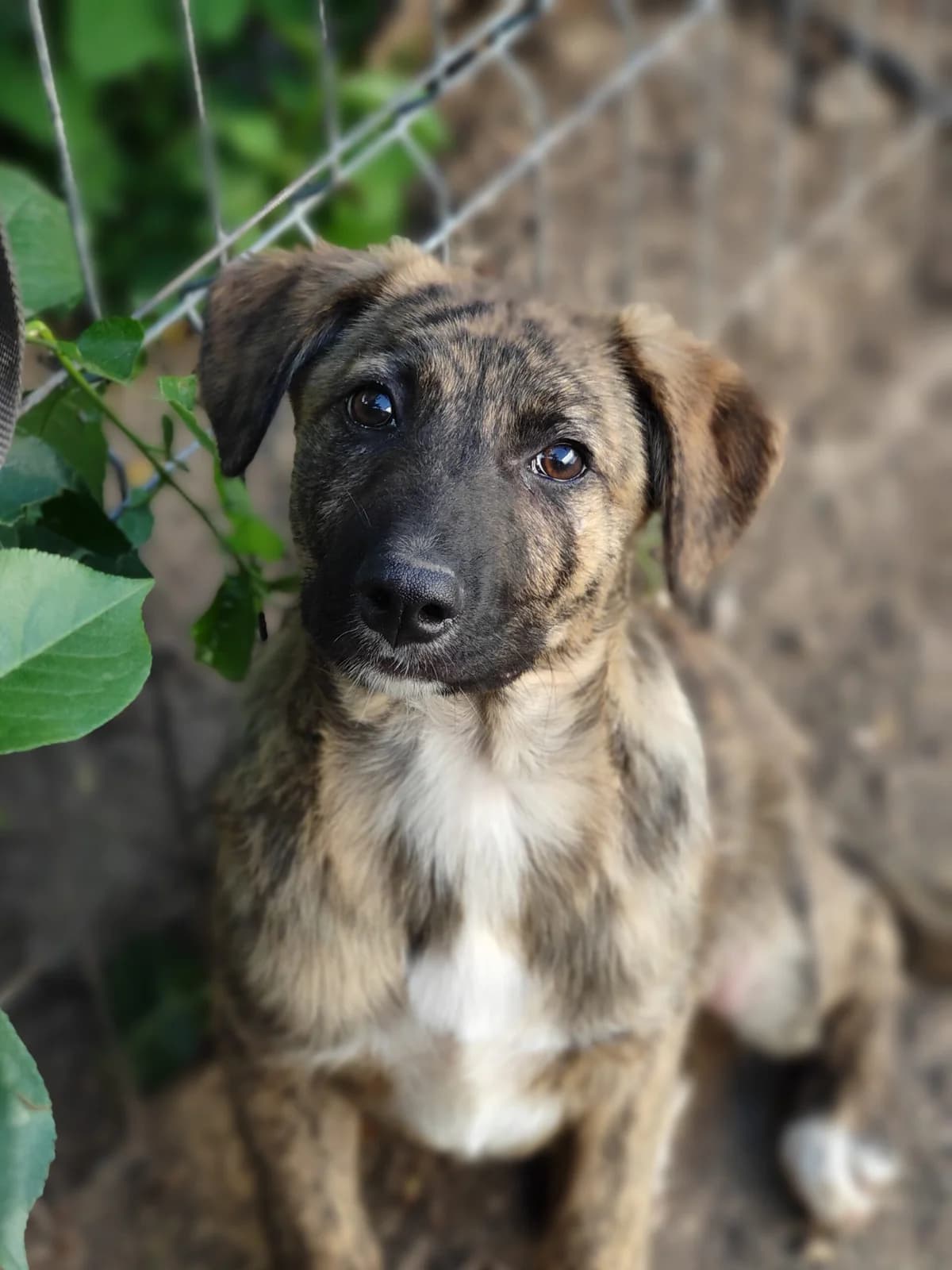 Rahu, male 4yo Mixed Breed for adoption at Tierschutzverein SpecialDogs e.V.