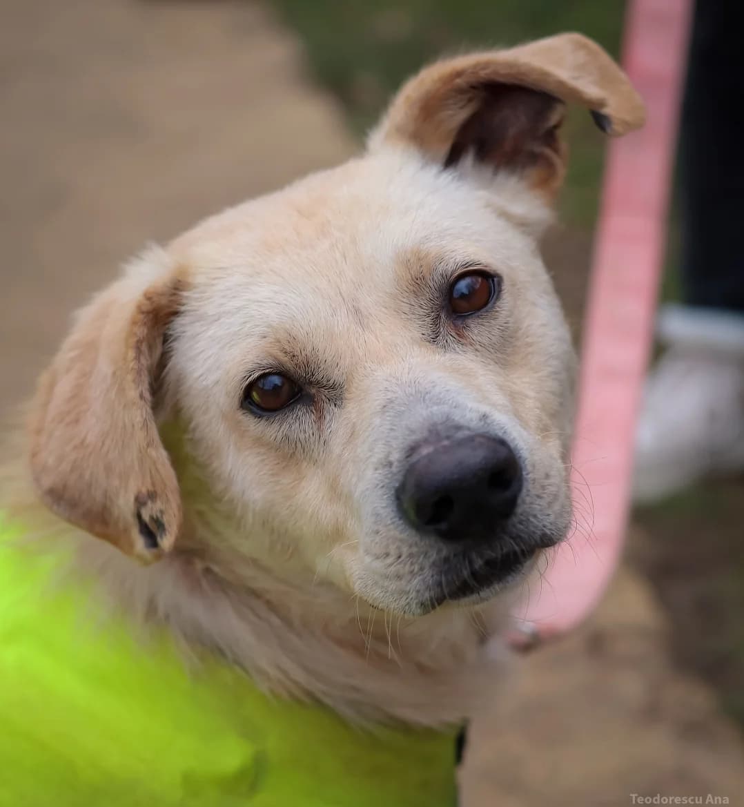 Robin, male senior Mixed Breed for adoption at Tierschutzverein SpecialDogs e.V.