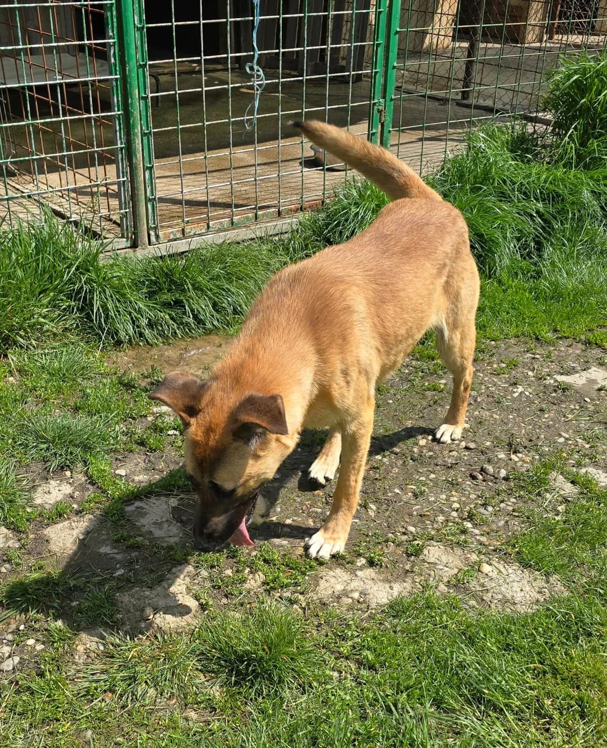 Rova, female young Mixed Breed for adoption at Tierschutzverein SpecialDogs e.V.