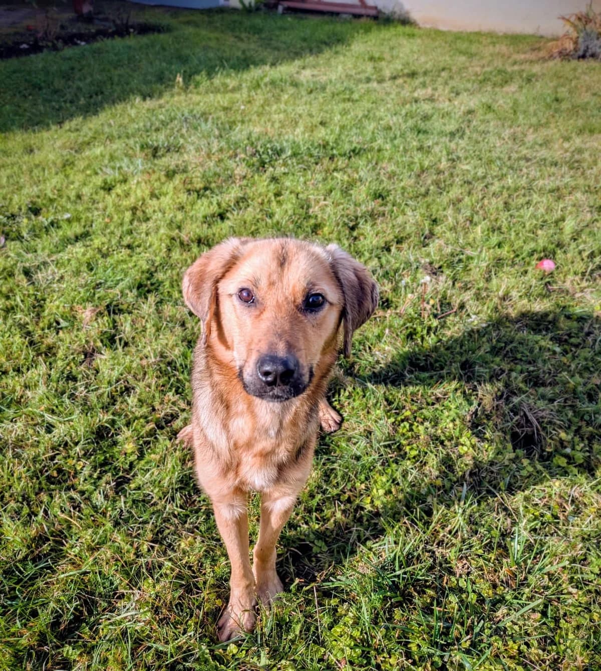 Sky, male young Mixed Breed for adoption at Tierschutzverein SpecialDogs e.V.