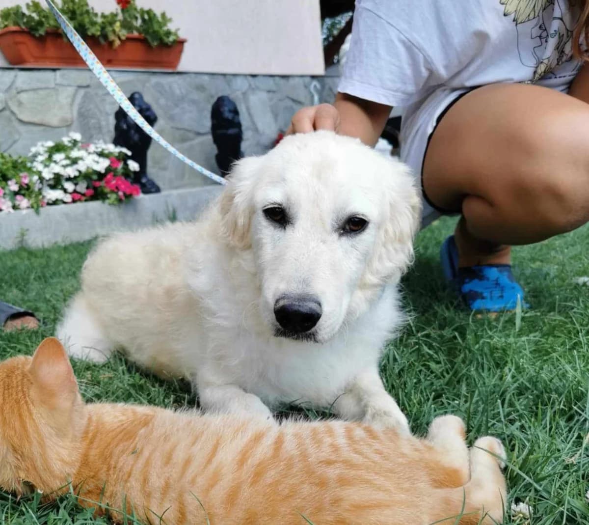 Smilla, Mixed Breed (Tierschutzverein SpecialDogs e.V.)