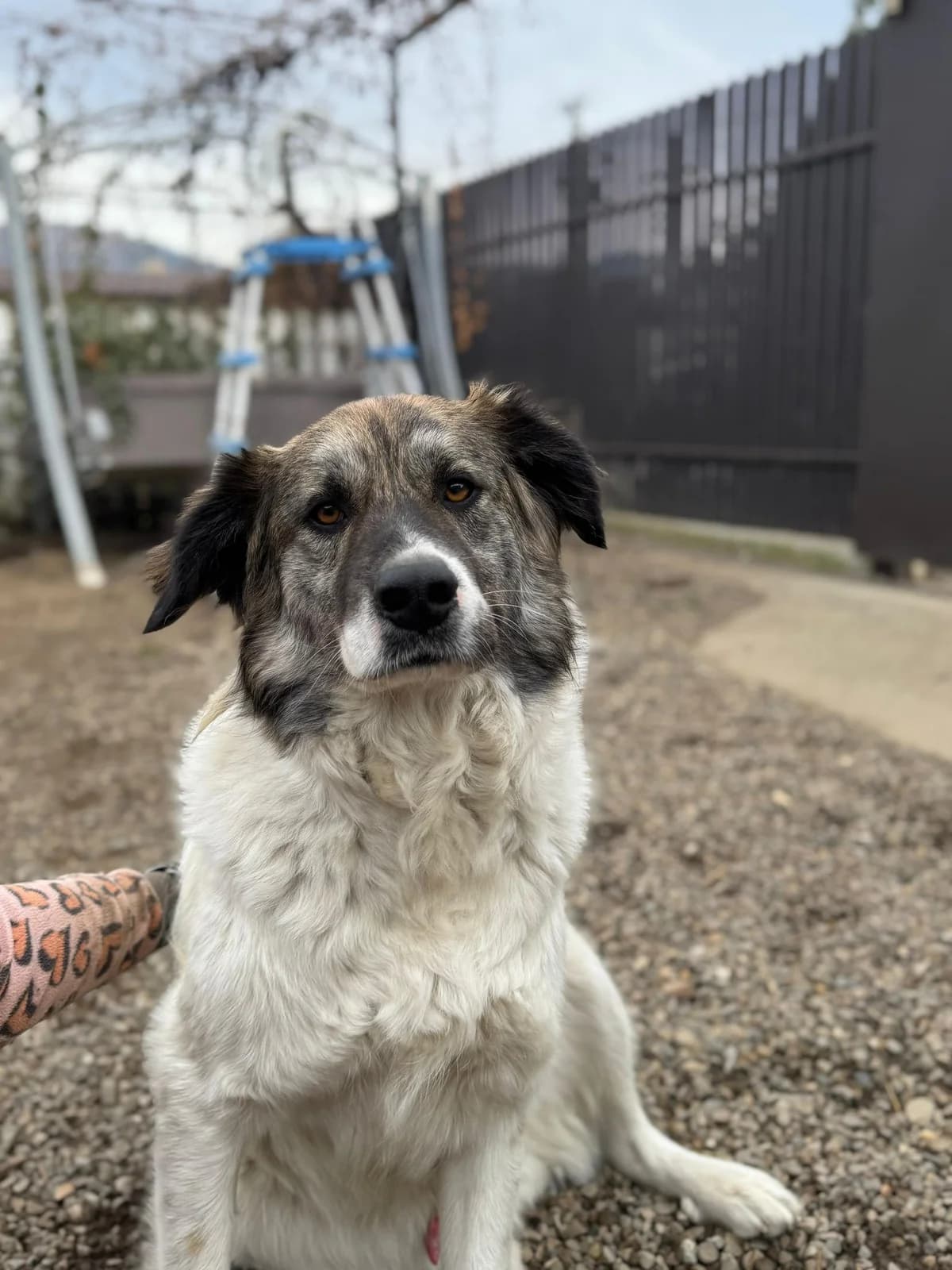 Smutje, male 4yo Mixed Breed for adoption at Tierschutzverein SpecialDogs e.V.