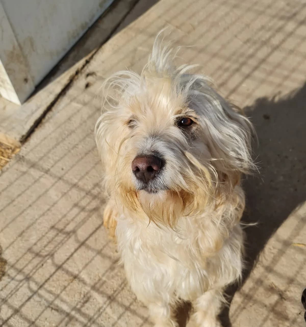 Snorre, male 4yo Mixed Breed for adoption at Tierschutzverein SpecialDogs e.V.