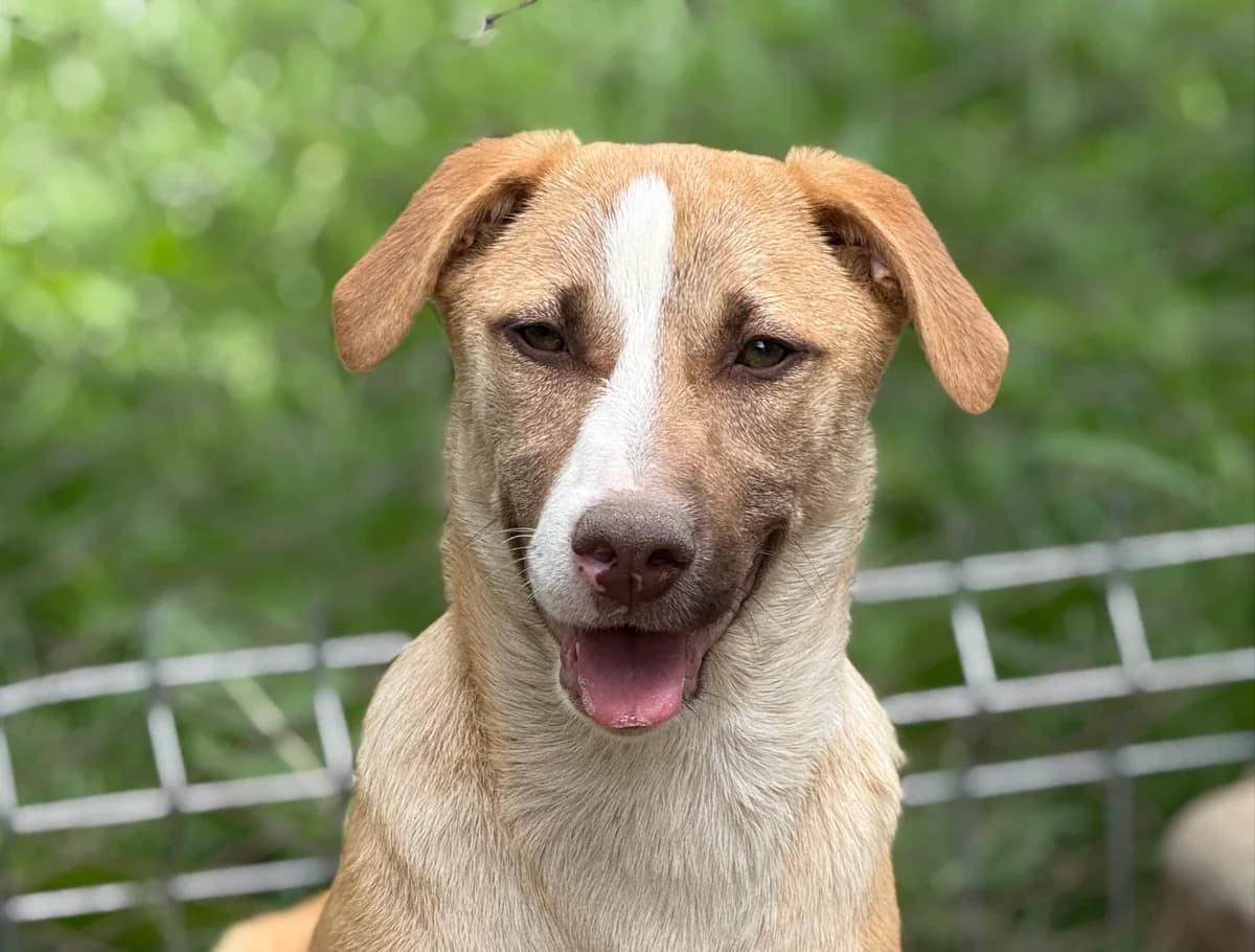 Sora, female puppy Mixed Breed for adoption at Tierschutzverein SpecialDogs e.V.