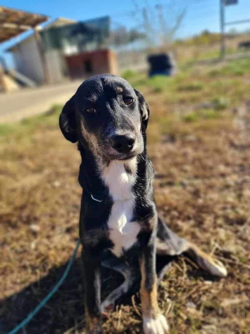 Stella, female puppy Mixed Breed for adoption at Tierschutzverein SpecialDogs e.V.