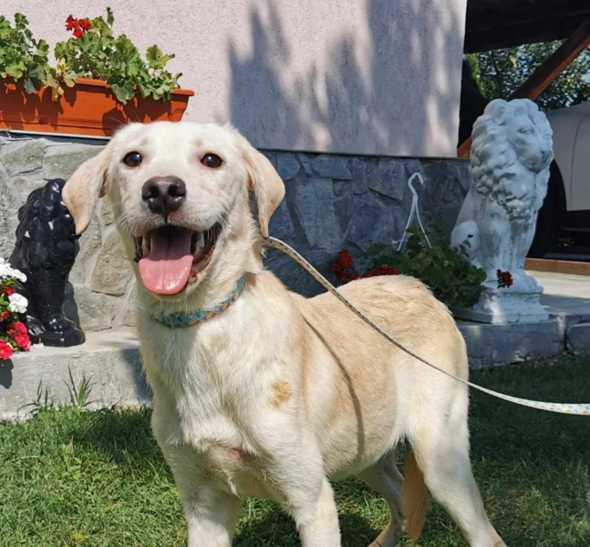 Stina, female young Mixed Breed for adoption at Tierschutzverein SpecialDogs e.V.