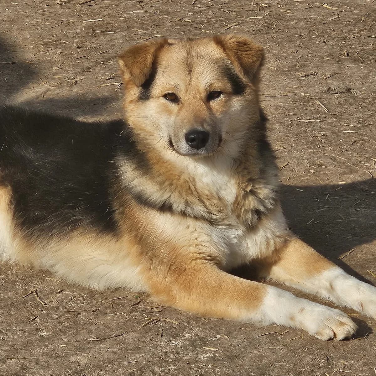 Themba, female 4yo Mixed Breed for adoption at Tierschutzverein SpecialDogs e.V.