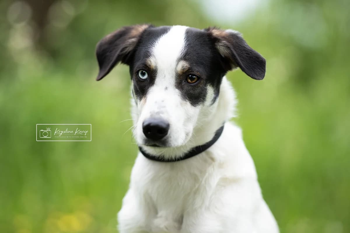 Tina, female young Mixed Breed for adoption at Tierschutzverein SpecialDogs e.V.