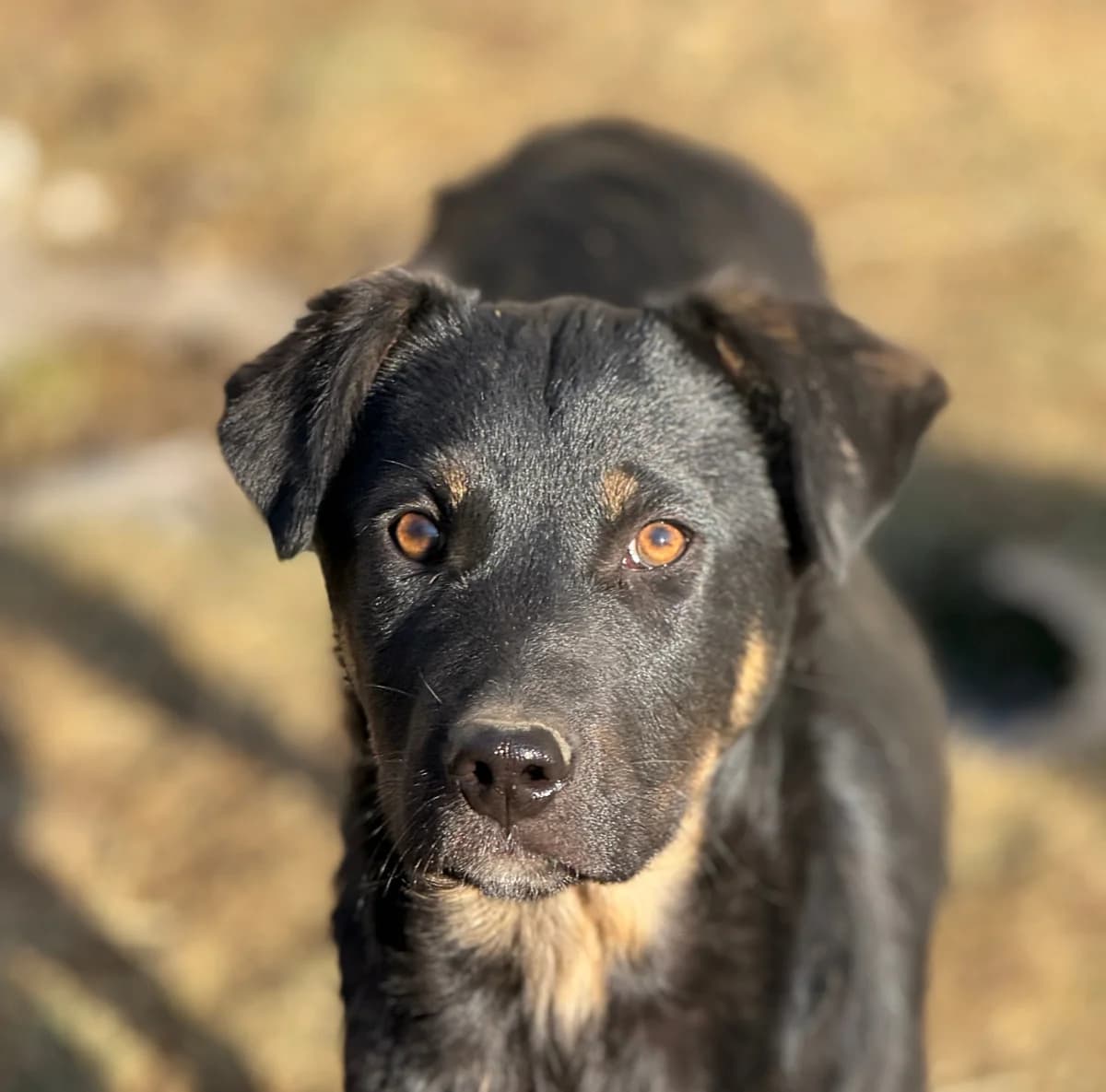 Tjure, male puppy Mixed Breed for adoption at Tierschutzverein SpecialDogs e.V.