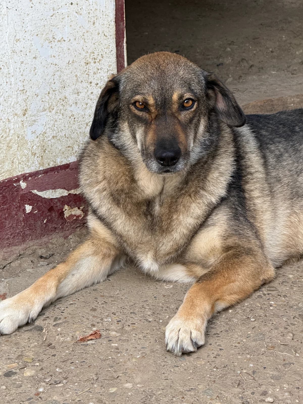 Totto, male 5yo Mixed Breed for adoption at Tierschutzverein SpecialDogs e.V.
