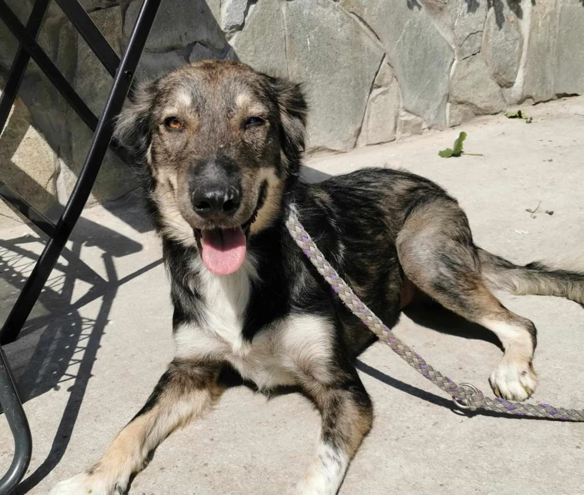Tux, male young Mixed Breed for adoption at Tierschutzverein SpecialDogs e.V.