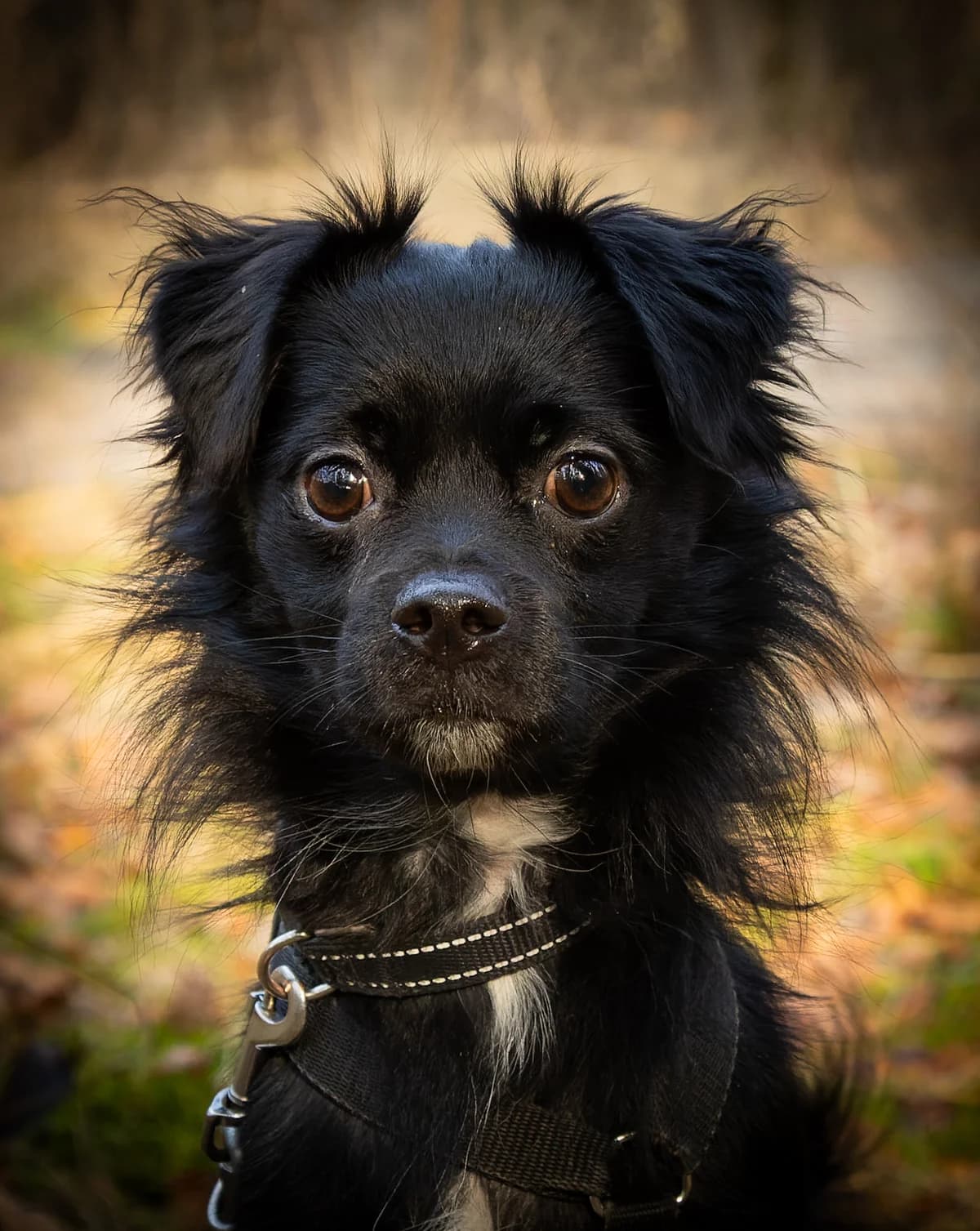 Vito, male young Mixed Breed for adoption at Tierschutzverein SpecialDogs e.V.