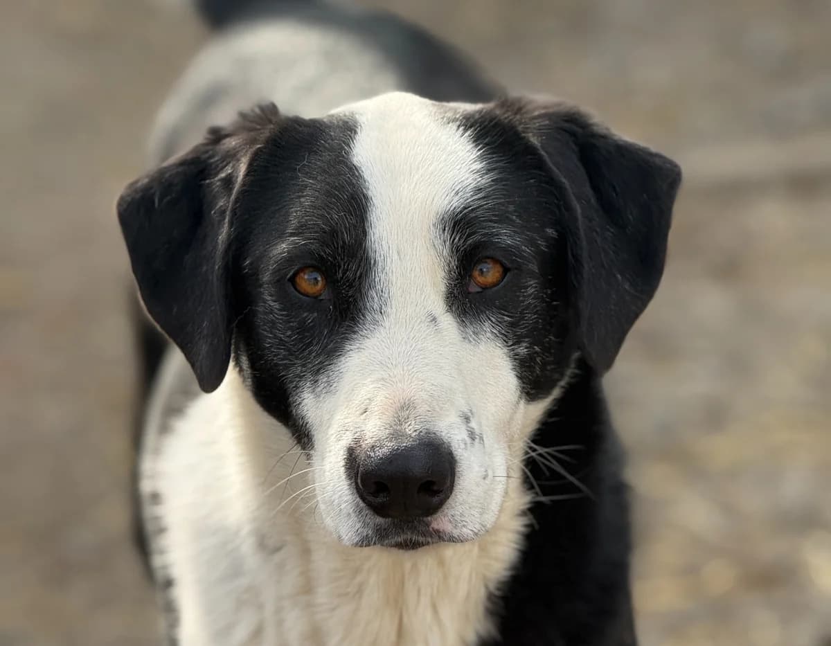 Walter, male young Mixed Breed for adoption at Tierschutzverein SpecialDogs e.V.