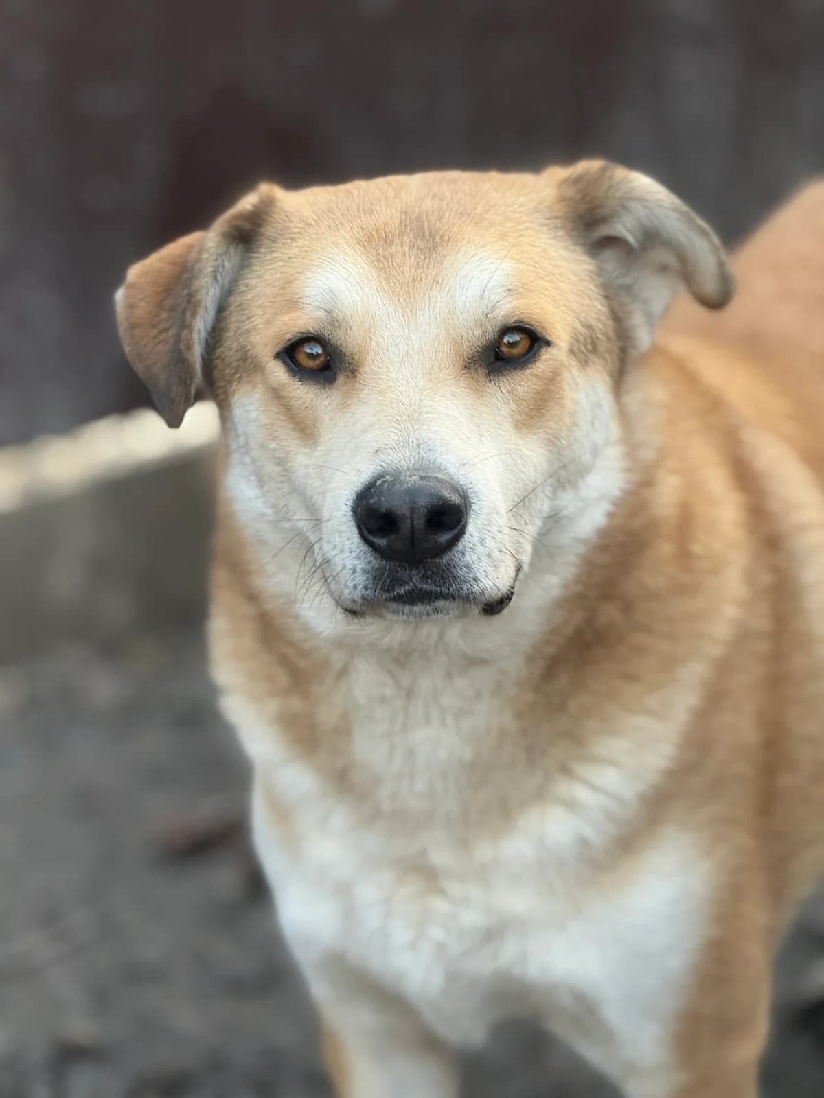 Wax, male young Mixed Breed for adoption at Tierschutzverein SpecialDogs e.V.