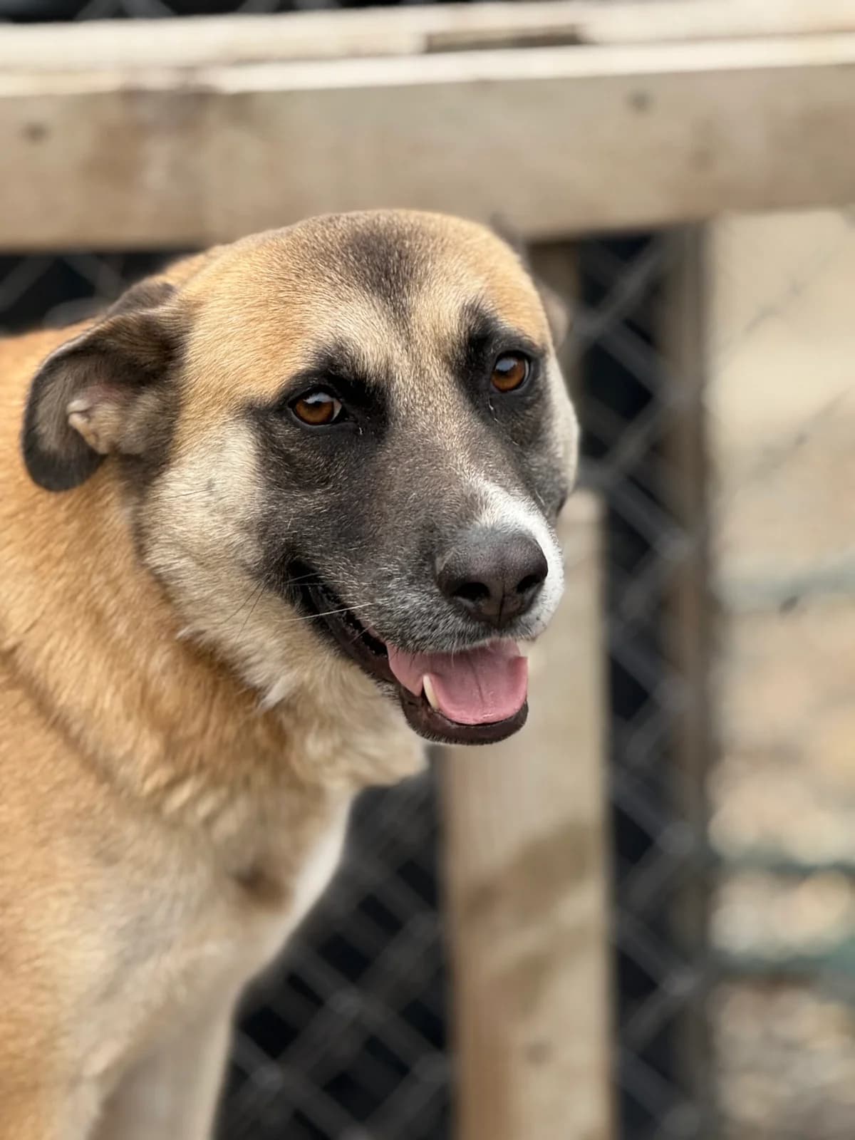 Wilhelmine, female 6yo Mixed Breed for adoption at Tierschutzverein SpecialDogs e.V.