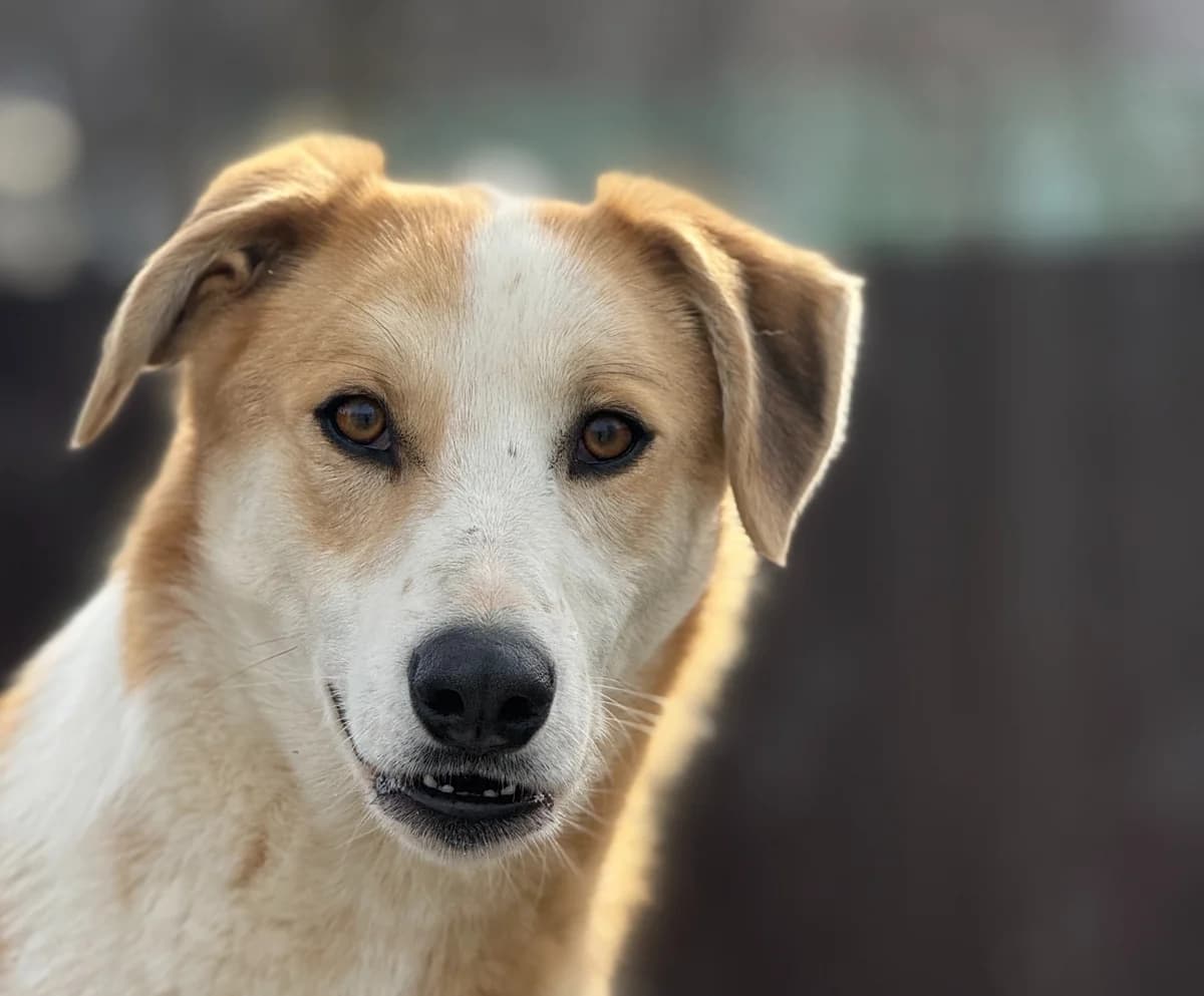 Wito, male young Mixed Breed for adoption at Tierschutzverein SpecialDogs e.V.