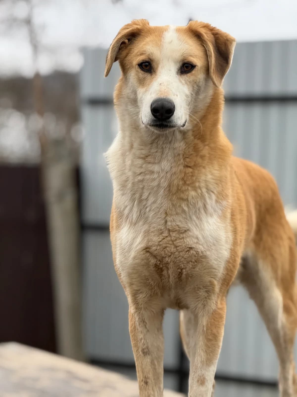 Wito, male young Mixed Breed for adoption at Tierschutzverein SpecialDogs e.V.