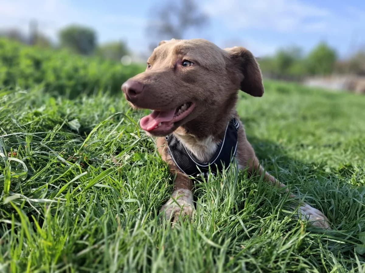 Yago, Mixed Breed (Tierschutzverein SpecialDogs e.V.)