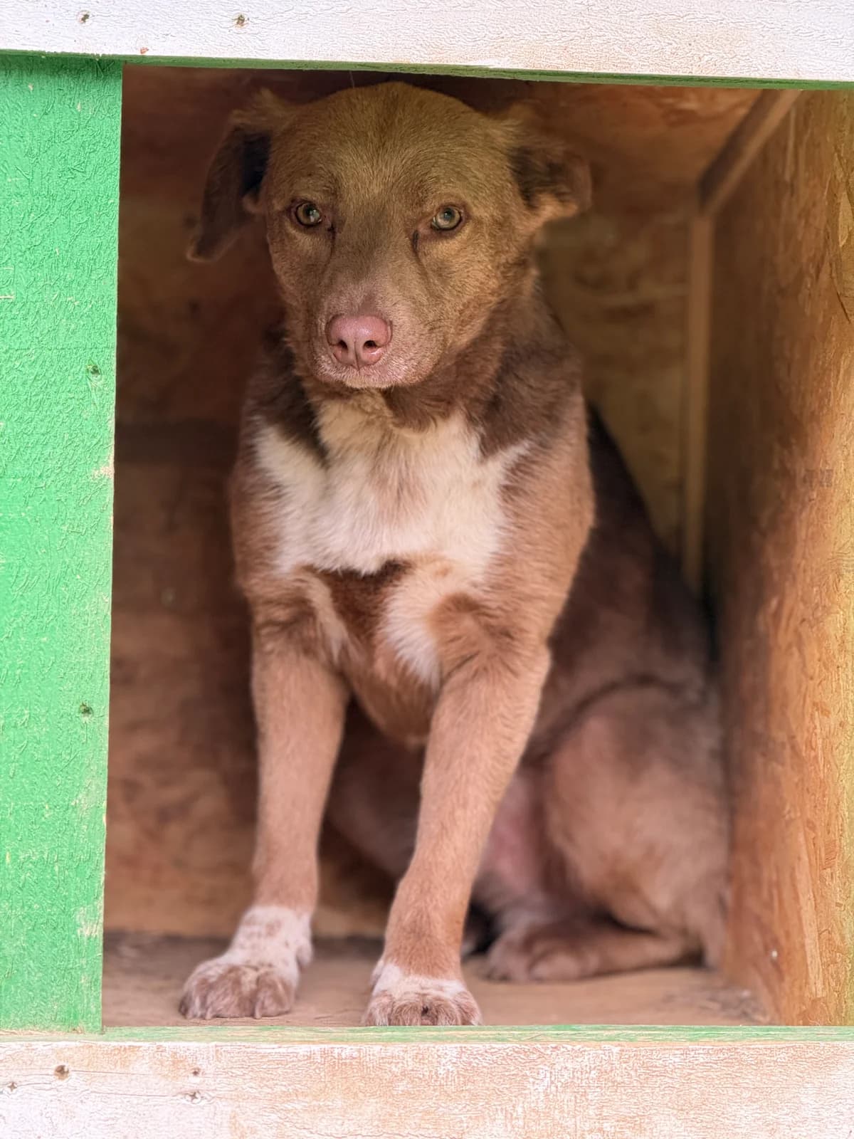 Yago, male young Mixed Breed for adoption at Tierschutzverein SpecialDogs e.V.
