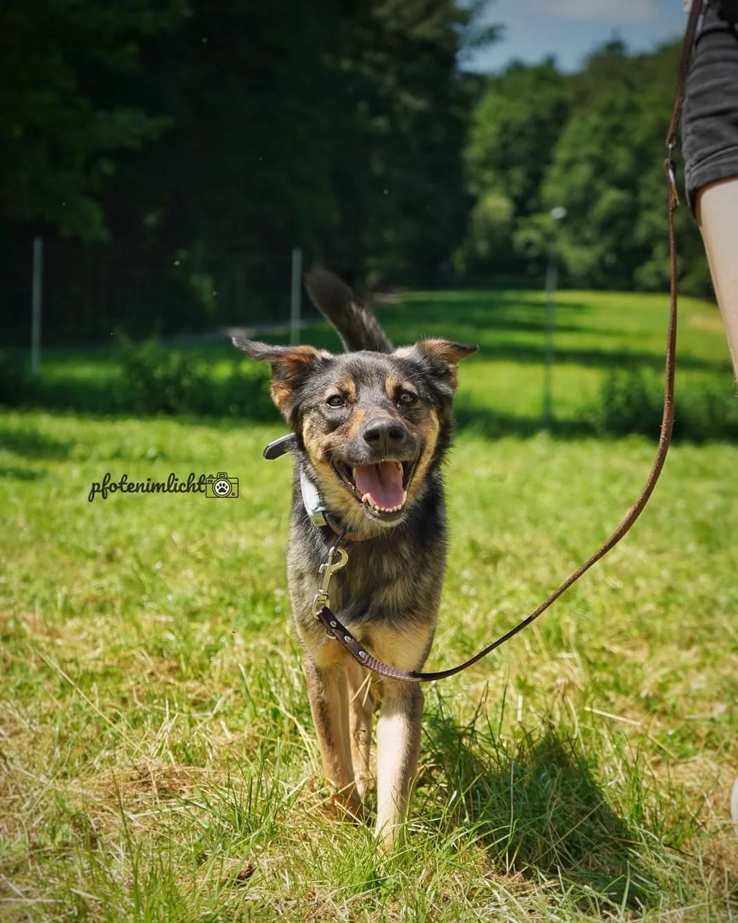Zuki, female young Mixed Breed for adoption at Tierschutzverein SpecialDogs e.V.