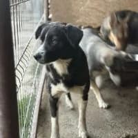 Aimee, female 3yo Mixed Breed for adoption at Spitz und Pawtners e.V.