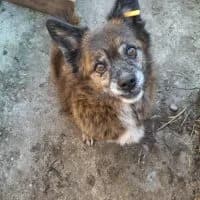 Bruno, male 7yo Mixed Breed for adoption at Spitz und Pawtners e.V.
