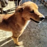 Chippo, weiß male young Mixed Breed for adoption at Spitz und Pawtners e.V.