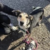 Coco, female 6yo Mixed Breed for adoption at Spitz und Pawtners e.V.