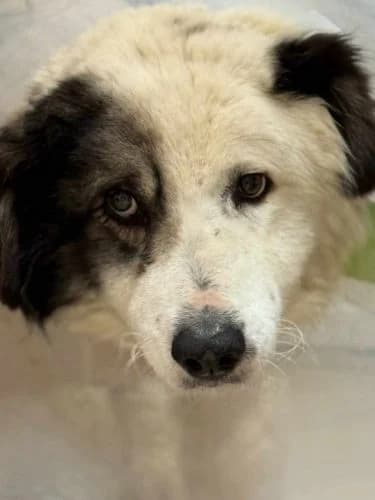 Dina, female senior Mixed Breed for adoption at Spitz und Pawtners e.V.