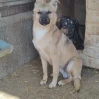 Elio, male young Mixed Breed for adoption at Spitz und Pawtners e.V.