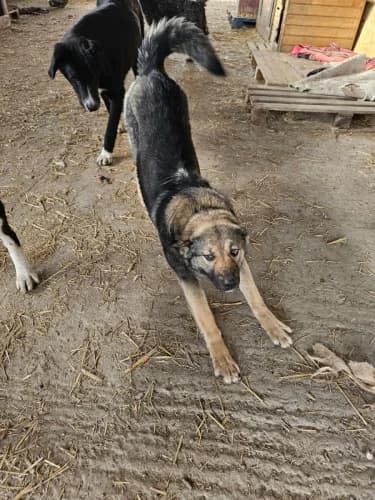 Ella, female 4yo Mixed Breed for adoption at Spitz und Pawtners e.V.