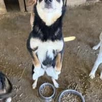 Fini, female young Mixed Breed for adoption at Spitz und Pawtners e.V.
