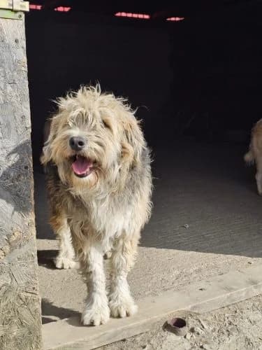 Flori, male young Mixed Breed for adoption at Spitz und Pawtners e.V.