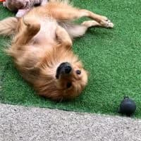 Goldie, female young Mixed Breed for adoption at Spitz und Pawtners e.V.